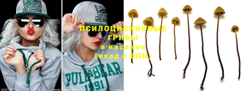 как найти   Каменка  Галлюциногенные грибы Psilocybe 